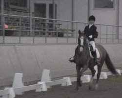 dressage horse Waltztime (Bavarian, 2003, from Donnerschwee)