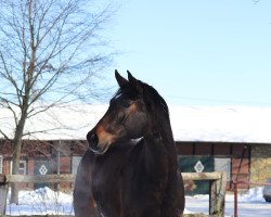 dressage horse Fayola (Westphalian, 2018, from Fürst Romancier)