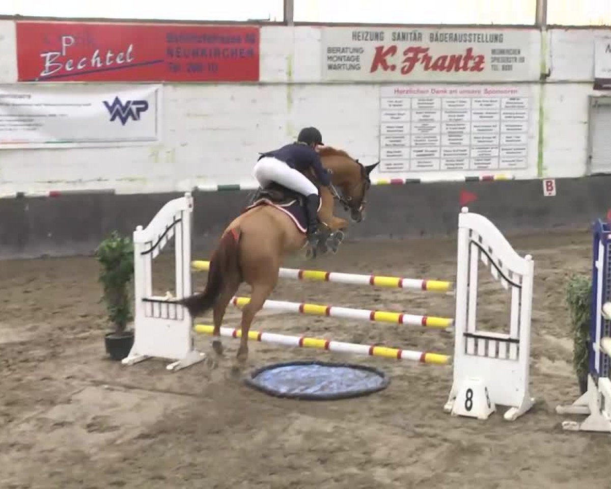 jumper Cascadeur Rouge (Oldenburg show jumper, 2004, from Caretano Z)