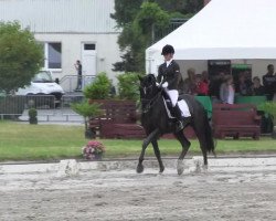 horse Torro 55 (KWPN (Royal Dutch Sporthorse), 2000, from Ferro)