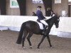 dressage horse Caspar 198 (Württemberger, 2005, from Helenenhof's Carabas)