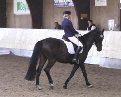 dressage horse Caspar 198 (Württemberger, 2005, from Helenenhof's Carabas)