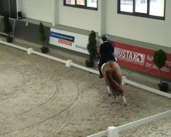 dressage horse Filomino (Oldenburg, 2006, from Fidertanz)