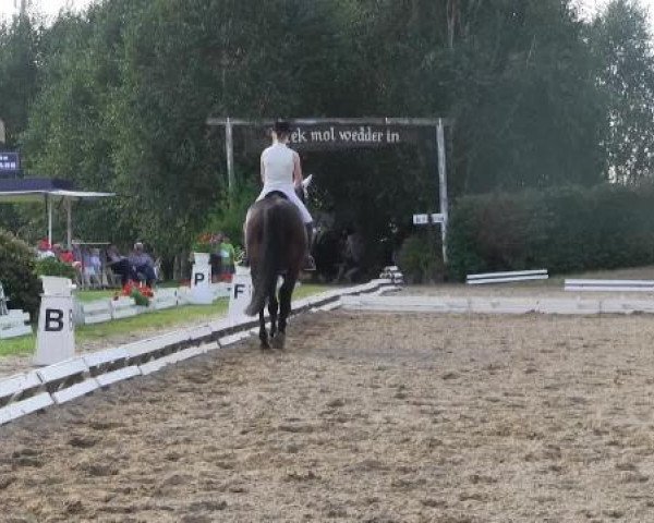 dressage horse Glanathan MB (Hanoverian, 2002, from Goethe)