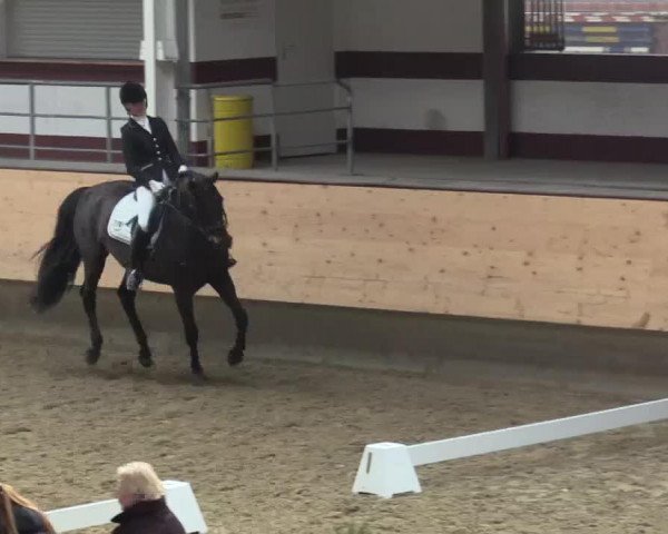 dressage horse Lima Sol (Rhinelander, 2005, from Lord Loxley I)