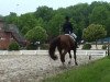 dressage horse Pole Position 6 (Westphalian, 1993, from Phoenix)