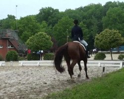 dressage horse Pole Position 6 (Westphalian, 1993, from Phoenix)