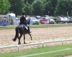 dressage horse Washington 143 (Zweibrücken, 2002, from Wolkentanz II)