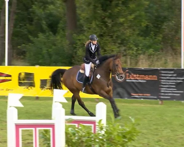 jumper Quinera T (Hanoverian, 2006, from Quality 9)