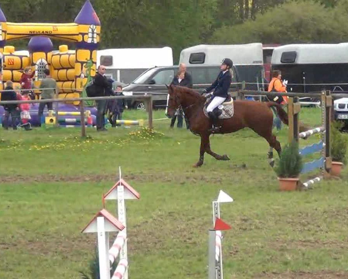 jumper Praktikant 2 (Westphalian, 2004, from Praktiker)