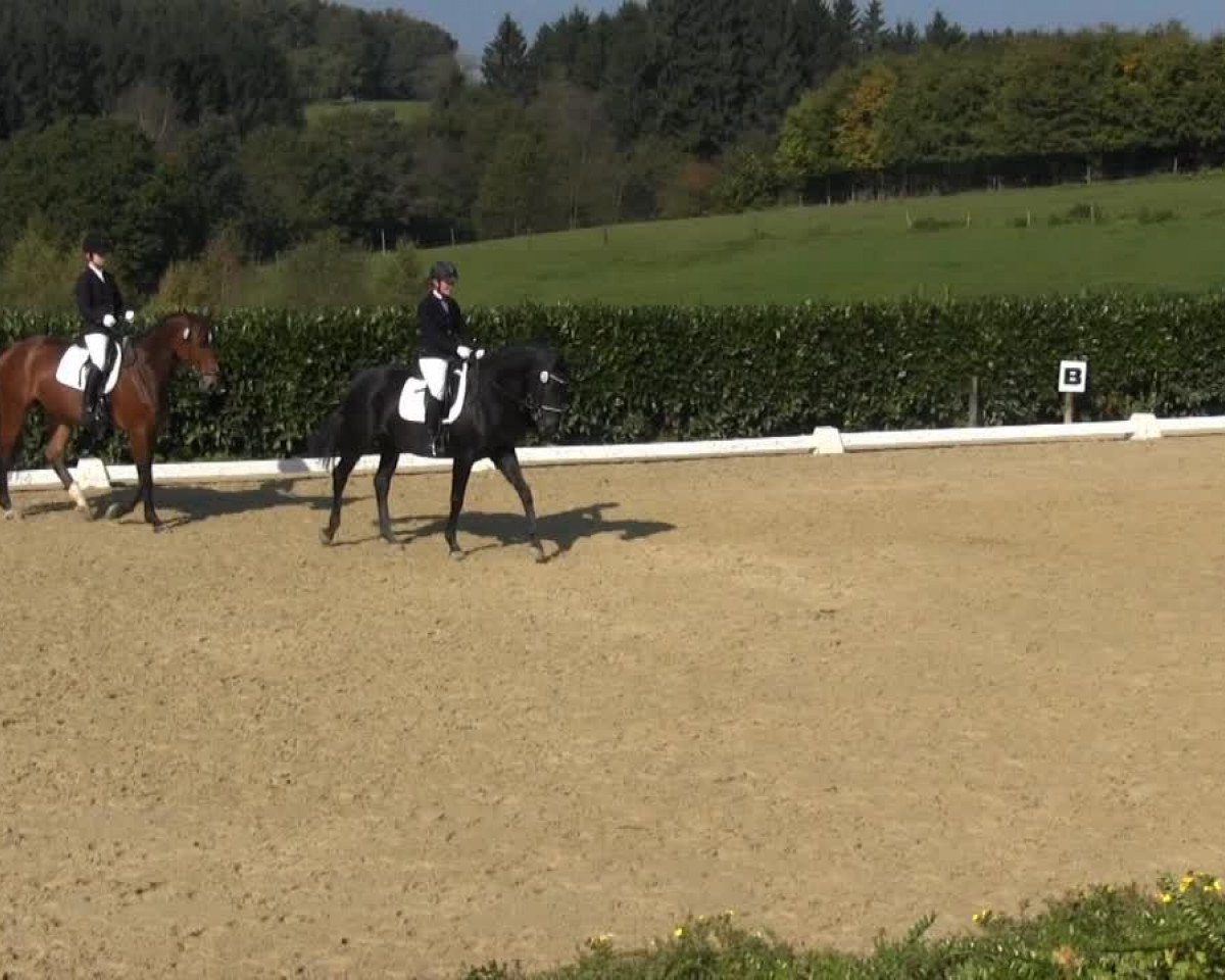 dressage horse Filiz 6 (Rhinelander, 2006, from Faveur)