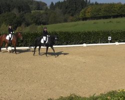 dressage horse Filiz 6 (Rhinelander, 2006, from Faveur)