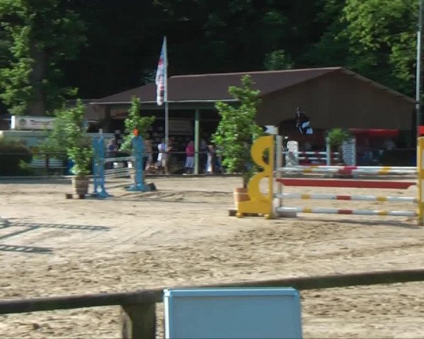 Springpferd Amigo 1465 (Westfale, 2004, von Amantus)