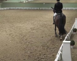 dressage horse Fleur Roxanne (Oldenburg, 2006, from Fielmann)