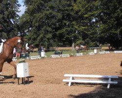 dressage horse Lancia 50 (Rhinelander, 2002, from Lanciano)