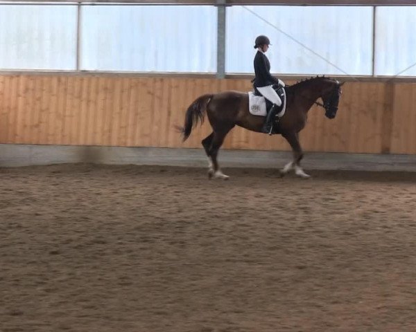 dressage horse Finett (Rhinelander, 2000, from Faschingsprinz)