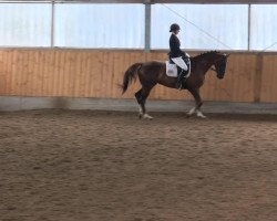 dressage horse Finett (Rhinelander, 2000, from Faschingsprinz)