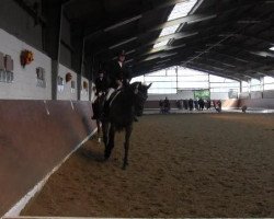 dressage horse Peppino H (Westphalian, 1998, from Polany)