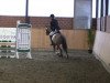 jumper Lumos 4 (German Riding Pony, 1999, from Lucky Strike)