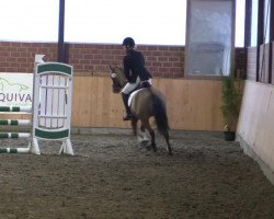 jumper Lumos 4 (German Riding Pony, 1999, from Lucky Strike)