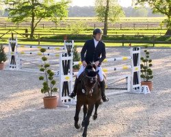 Springpferd Quintino B (Holsteiner, 2002, von Querida 35)