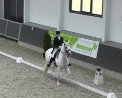 dressage horse Zafran (Danish Warmblood, 2001, from Don Schufro)