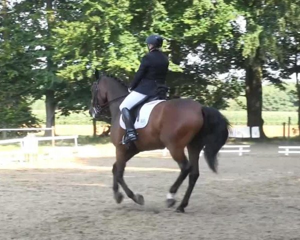 dressage horse Rodario (Westphalian, 2004, from Rosario)