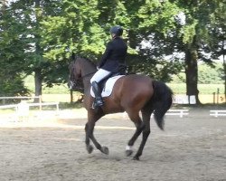 dressage horse Rodario (Westphalian, 2004, from Rosario 37)