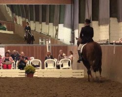 dressage horse Heath Ledger (Hanoverian, 2006, from His Highness)