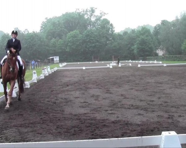 dressage horse Lucas 195 (Hanoverian, 2000, from Lemon Park)