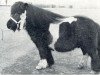 Deckhengst Xerxes van het Groenewoud (Shetland Pony, 1964, von Spotlight of Marshwood)