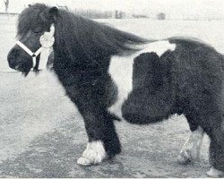 Deckhengst Xerxes van het Groenewoud (Shetland Pony, 1964, von Spotlight of Marshwood)