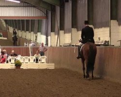 dressage horse Linsterglück (Trakehner, 2003, from Connery)