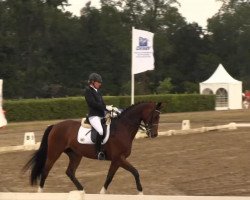 dressage horse Feine Dame 54 (Westphalian, 2003, from Fürst Heinrich)