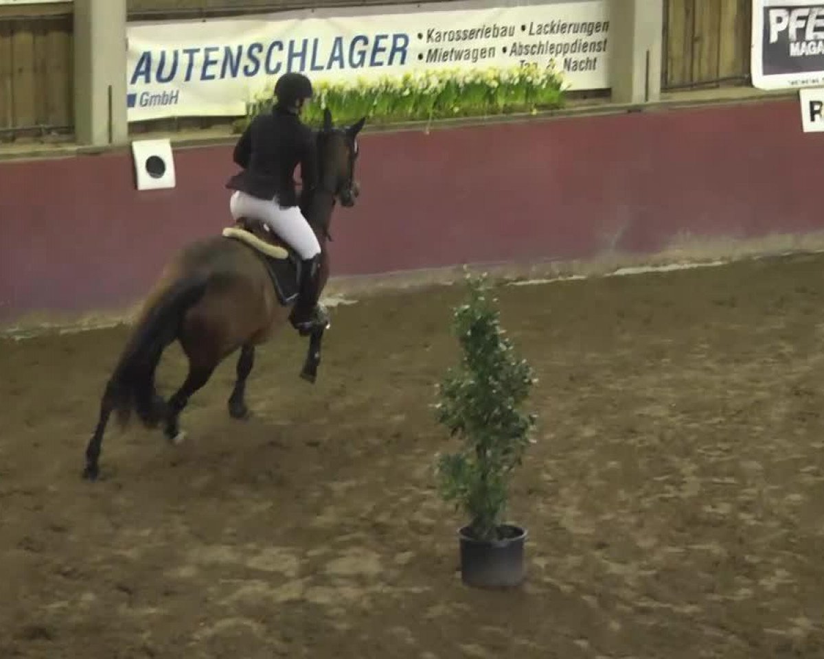 jumper Loretta 234 (Holsteiner, 2004, from Lavaletto)