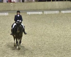 dressage horse Camelot 78 (Holsteiner, 2001, from Candillo Z)