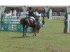 jumper Calina 58 (Hanoverian, 2002, from Contendro I)