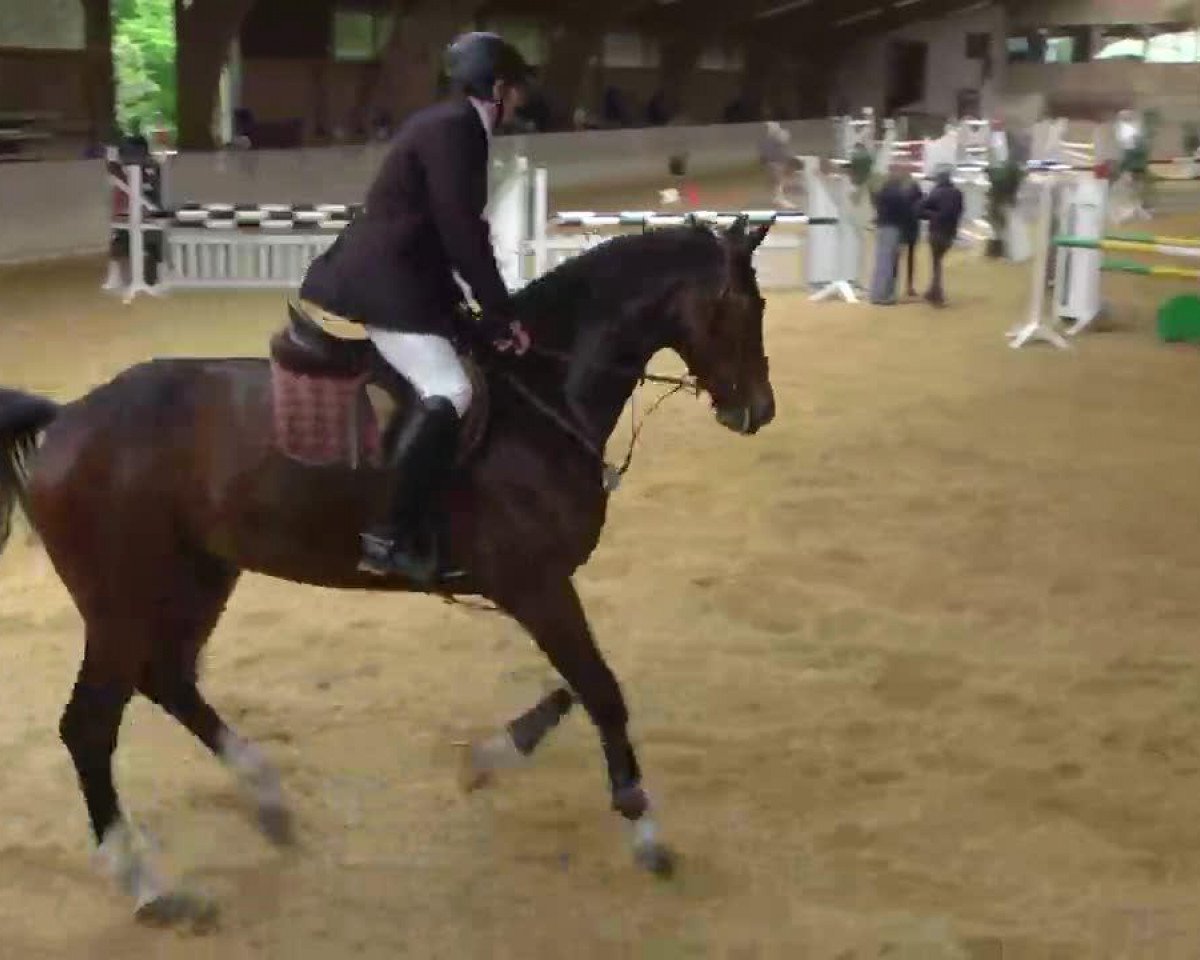 jumper Bengi 7 (Bavarian, 2006, from Balou du Rouet)