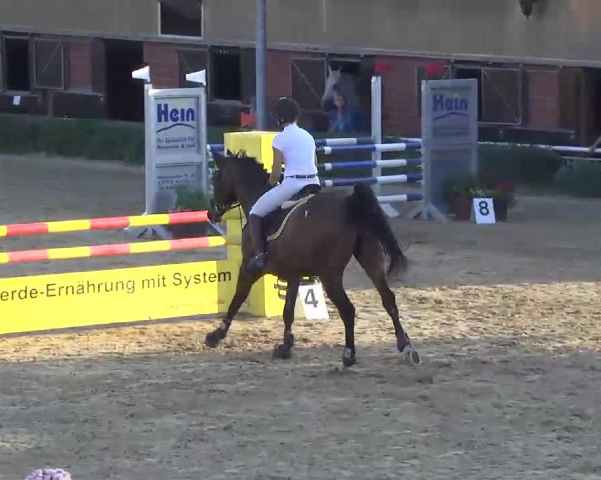 Springpferd Carcasonne (Oldenburger, 2004, von Cordalme Z)