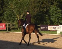 dressage horse Halloween 52 (Hanoverian, 2001, from Hohenstein I)