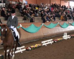 dressage horse Zauberblut (Trakehner, 1998, from Rockefeller)