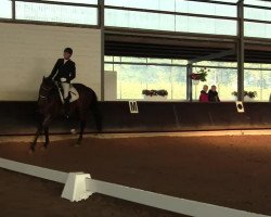 dressage horse Cocco Chanel 3 (Rhinelander, 2000, from Cordino)