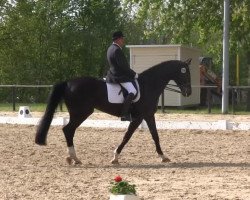 dressage horse Erlkönig 24 (Westphalian, 2004, from Ehrentanz I)