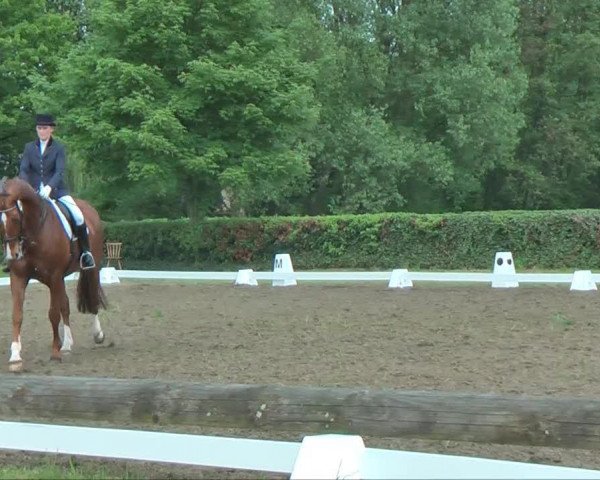 horse Lewinio (Westphalian, 1998, from Lamoureux I)