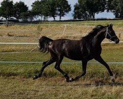 dressage horse Cappuccina G 3 (German Sport Horse, 2017, from Ricardo Star)