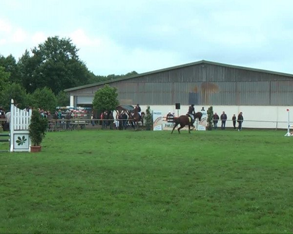 Springpferd Pettersson 3 (Westfale, 2001, von Pavarotti van de Helle)