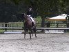 dressage horse Leandro 112 (Westphalian, 2000, from Laurentianer)