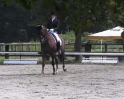 dressage horse Leandro 112 (Westphalian, 2000, from Laurentianer)