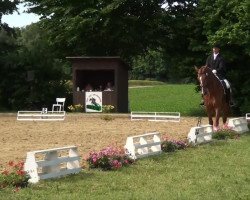 dressage horse Egmondt (Rhinelander, 2002, from Ehrentusch)