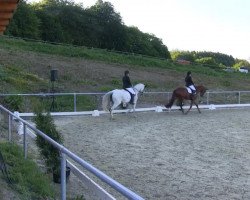 dressage horse Genau so (Oldenburg, 1997, from Granulit)